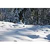 winter sunset, pine tree forest  background  covered with fresh snow