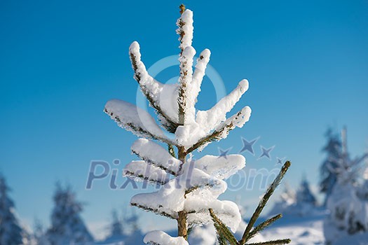 winter sunset, pine tree forest background covered with fresh snow winter sunset, pine tree forest background covered with fresh snow