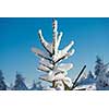 winter sunset, pine tree forest  background  covered with fresh snow