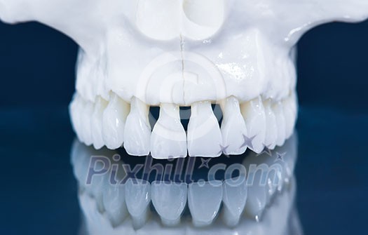 Upper human jaw with a reflection on the glass anatomy model medical illustration isolated on blue background. Healthy teeth, dental care and orthodontic concept
