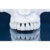 Upper human jaw with a reflection on the glass anatomy model medical illustration isolated on blue background. Healthy teeth, dental care and orthodontic concept