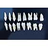 Prosthetic dentistry  White teeth on blue background Oral dental hygiene  Dental health concept  Oral care  teeth restoration top view