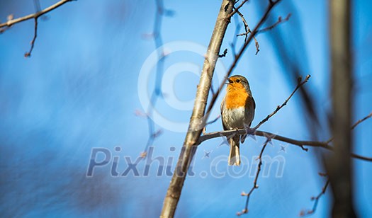 The European robin (Erithacus rubecula) known simply as the robin or robin redbreast