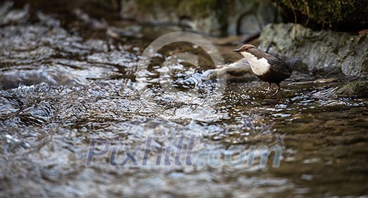 White-throated dipper (Cinclus cinclus) sitting on a stone. Diving bird hunting in the water. spring moment from the mountain river