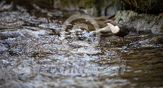 White-throated dipper (Cinclus cinclus) sitting on a stone. Diving bird hunting in the water. spring moment from the mountain river White-throated dipper (Cinclus cinclus) sitting on a stone. Diving bird hunting in the water. spring moment from the mountain river