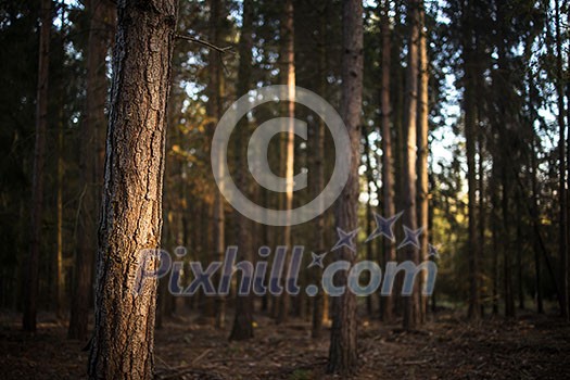 Lovely late summer forest landscape with warm evening sunlight backlighting the trees