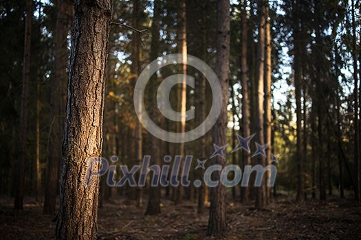 Lovely late summer forest landscape with warm evening sunlight backlighting the trees Lovely late summer forest landscape with warm evening sunlight backlighting the trees