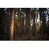 Lovely late summer forest landscape with warm evening sunlight backlighting the trees