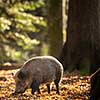 Wild Boar Or Sus Scrofa, Also Known As The Wild Swine, Eurasian Wild Pig