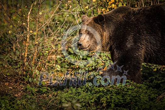 European brown bear in the autumn forest. Big brown bear in forest