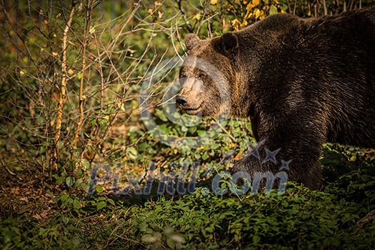 European brown bear in the autumn forest. Big brown bear in forest European brown bear in the autumn forest. Big brown bear in forest