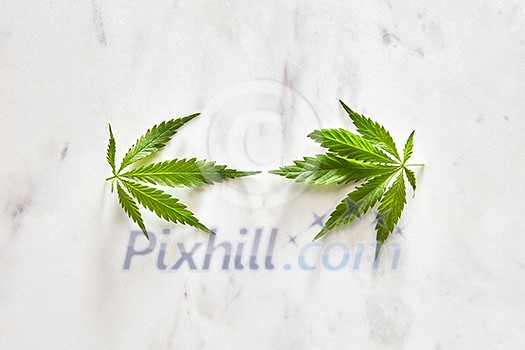 Fresh natural green leaves of marijuana on a gray marble background with copy space. Flat lay. Concept use of cannabis for medical puposes. Fresh natural green leaves of marijuana on a gray marble background with copy space. Flat lay. Concept use of cannabis for medical puposes.