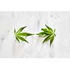 Fresh natural green leaves of marijuana on a gray marble background with copy space. Flat lay. Concept use of cannabis for medical puposes.