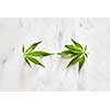 Fresh natural green leaves of marijuana on a gray marble background with copy space. Flat lay. Concept use of cannabis for medical puposes.