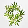 Branch of fresh natural green marijuana leaves in the shape of round wreath on a light grey background with copy space. Concept use of cannabis for medical puposes.