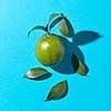 Ripe lime with green leaves and shadows on a blue background with space for text. Exotic fruit. Top view