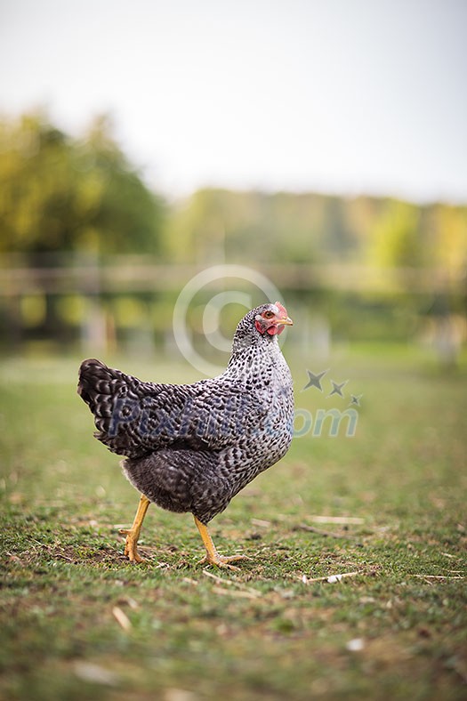 Hen in a farmyard (Gallus gallus domesticus) Hen in a farmyard (Gallus gallus domesticus)