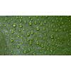 Water drops on a natural green tropical leaf background. Can be used for your creativity.