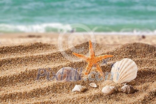 Decorative backdrop with sand beach and natural organic shells and starfish on a white background, copy space.