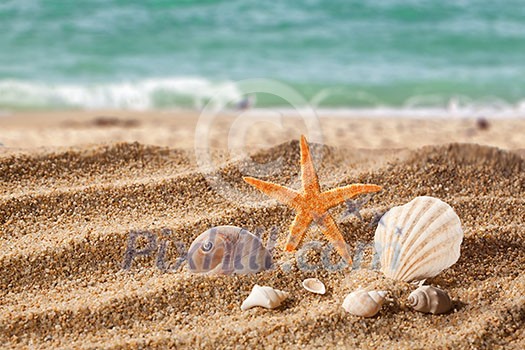 Decorative backdrop with sand beach and natural organic shells and starfish on a white background, copy space. Decorative backdrop with sand beach and natural organic shells and starfish on a white background, copy space.