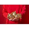 Christmas decoration golden big acorns in the woman's hands on the background of red clothes with copy space. New Year greeting card.