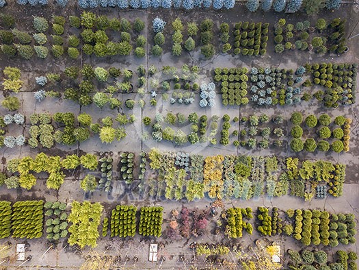 Green colored view from above the garden center with different plants, trees and bushes. Top view. Green colored view from above the garden center with different plants, trees and bushes. Top view.
