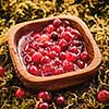 Cranberry jam in a wooden bowl on a background of forest moss