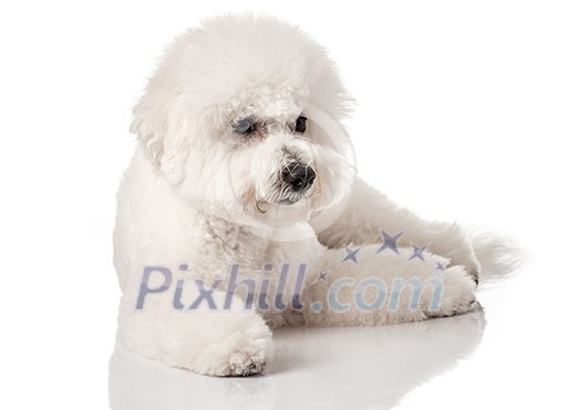 Bichon Frise puppy. Dog isolated on a white background. White dog. Bichon after grooming.