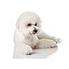Bichon Frise puppy. Dog isolated on a white background. White dog. Bichon after grooming.