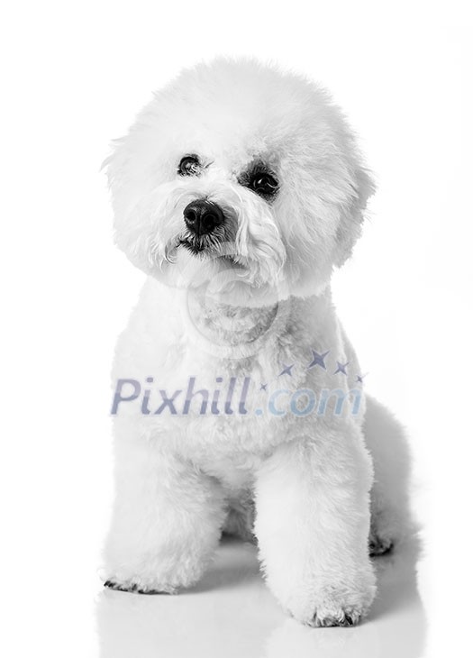 Bichon Frise puppy. Dog isolated on a white background. White dog. Bichon after grooming. Bichon Frise puppy. Dog isolated on a white background. White dog. Bichon after grooming.