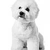 Bichon Frise puppy. Dog isolated on a white background. White dog. Bichon after grooming.
