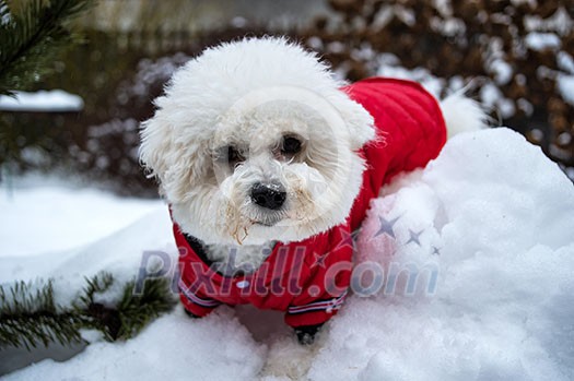 Bichon Frise puppy in a red jacket. Outdoors. White dog.