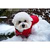 Bichon Frise puppy in a red jacket. Outdoors. White dog.