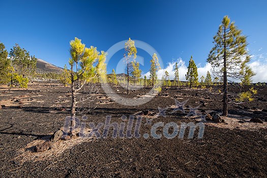 Colorful scenic landscape of moon rise in Tenerife national park of Teide. El Teide with moon rising by its side.