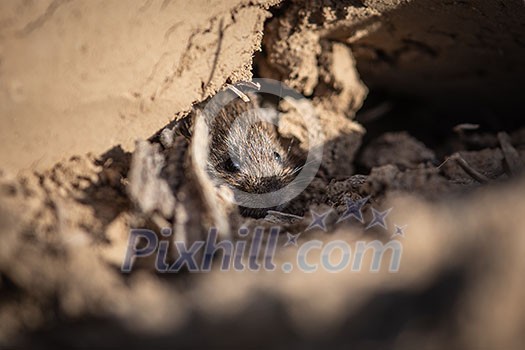 Adorable Wood mouse (Apodemus sylvaticus) in its natural habitat, hiding in a hole. This cute looking mouse is found across most of Europe and is a very common and widespread species. Adorable Wood mouse (Apodemus sylvaticus) in its natural habitat, hiding in a hole. This cute looking mouse is found across most of Europe and is a very common and widespread species.