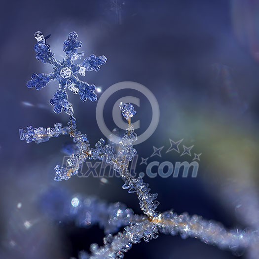Snowflake stuck in Hoarfrost on branch