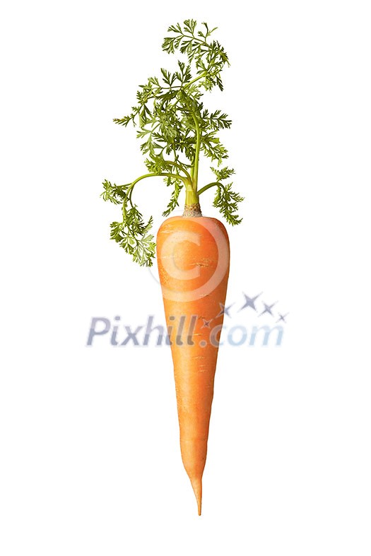 Natural organic vegetarian carrot fruit with green leaf on a white background, copy space. Vegan concept.