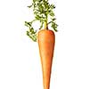 Natural organic vegetarian carrot fruit with green leaf on a white background, copy space. Vegan concept.