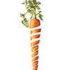 Freshly picked natural organic juicy fruit vertical carrot with green leaf cut on a white background with copy space. Vegan concept.
