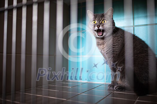 Sick cat waiting for treatment in cage of veterinarian clinic Sick cat waiting for treatment in cage of veterinarian clinic
