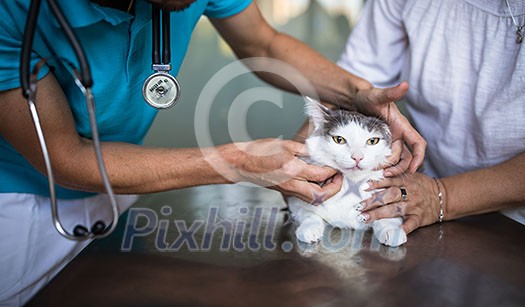 Sick cat being examined by a vet doctor in a veterinarian clinic Sick cat being examined by a vet doctor in a veterinarian clinic