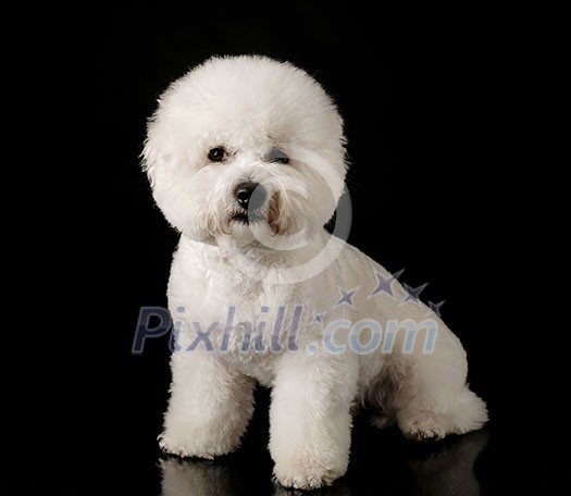 Bichon is isolated on a black background. Bichon Frise puppy. White dog. Bichon after grooming.