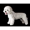Bichon is isolated on a black background. Bichon Frise puppy. White dog. Bichon after grooming.