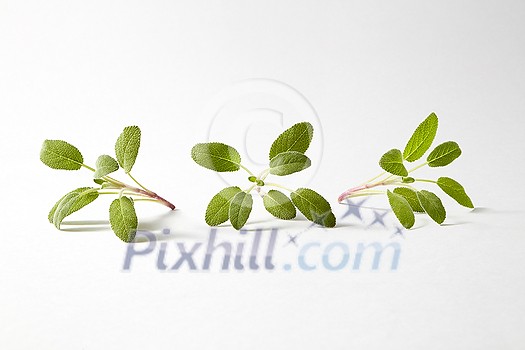 Herbal set from fresh green twigs of tender salvia plant on a light grey background with copy space.