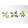 Herbal set from fresh green twigs of tender salvia plant on a light grey background with copy space.