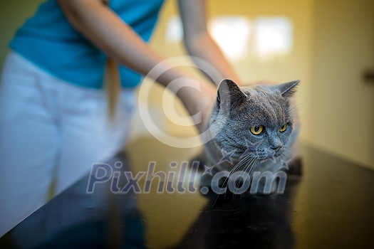 Sick, scared, cat waiting for treatment in a cage of a veterinarian clinic Sick, scared, cat waiting for treatment in a cage of a veterinarian clinic