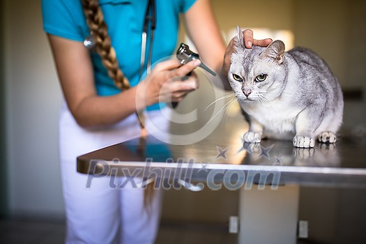 Sick cat being examined by a vet doctor in a veterinarian clinic