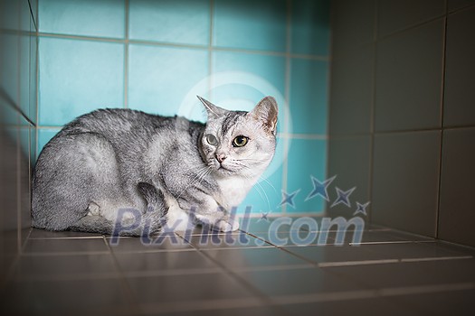 Sick cat waiting for treatment in cage of veterinarian clinic