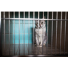 Sick, scared, cat waiting for treatment in a cage of a veterinarian clinic