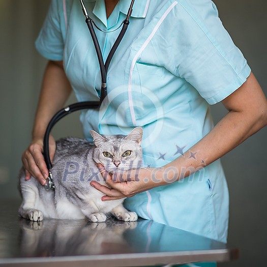 Sick cat waiting for treatment in cage of veterinarian clinic Sick cat waiting for treatment in cage of veterinarian clinic